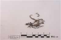 藏品(帶葉蘚科)的圖片